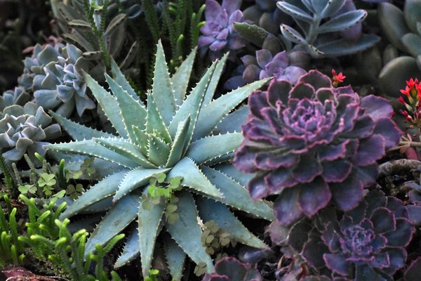 What Are the Best Self-Watering Systems for Indoor Exotic Plants?