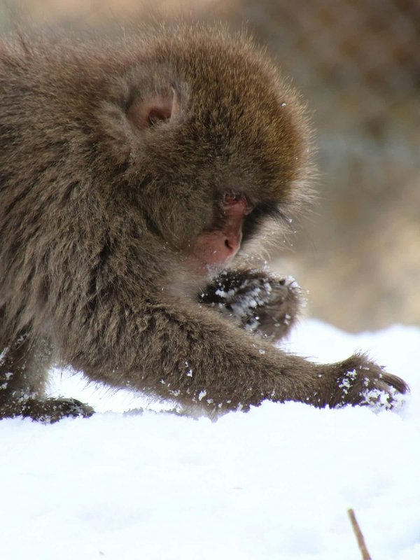 How to Establish a Healthy Foraging Behavior in Captive Parrots?