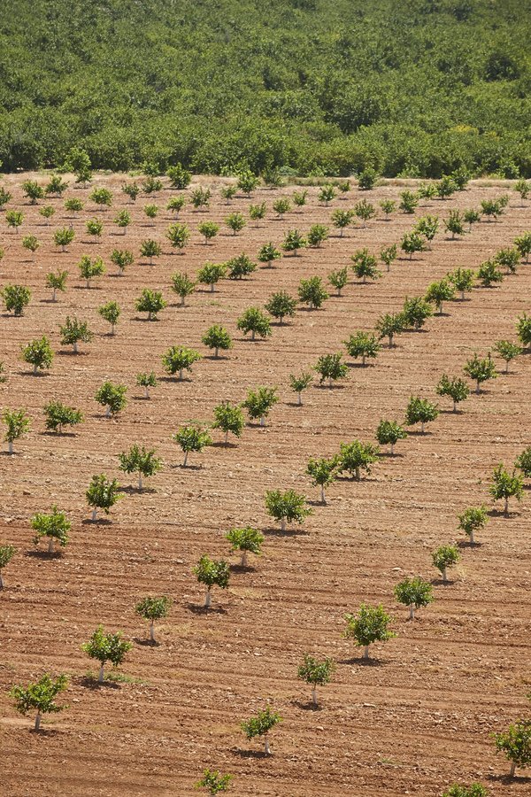 How Can Urban Vertical Farming Contribute to Food Security and Public Health?
